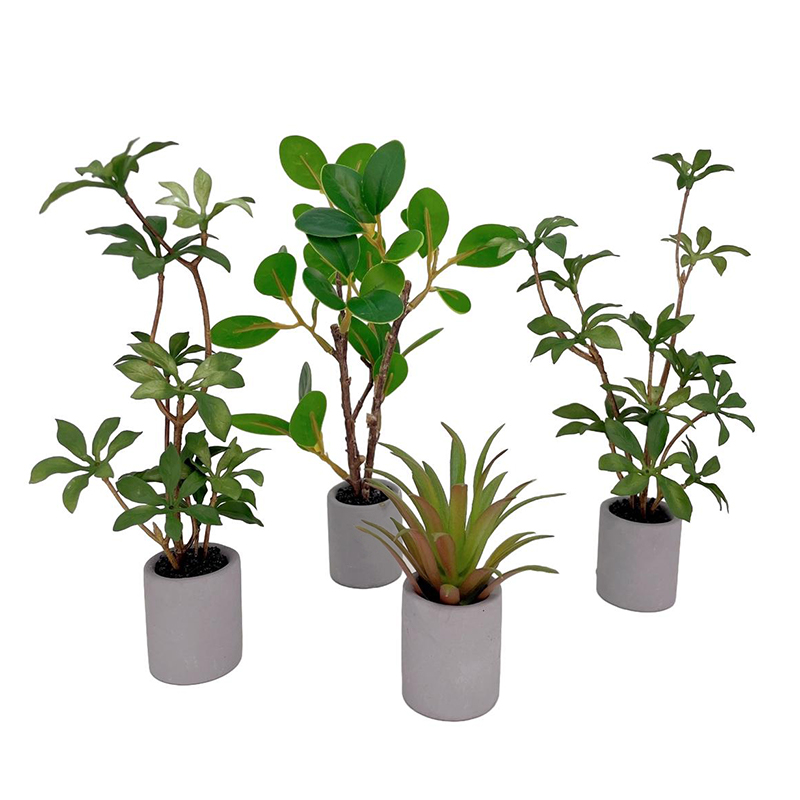 Modelo de plantas en maceta en - Bonsai Garden Home reseña y precio
