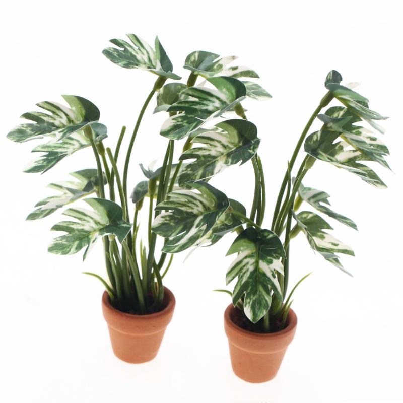 Nuevo. 1 unidad. Planta verde  - Bonsai Garden Home reseña y precio